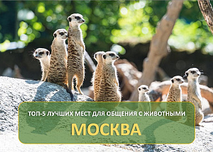 ТОП-5 лучших мест для общения с животными в Москве